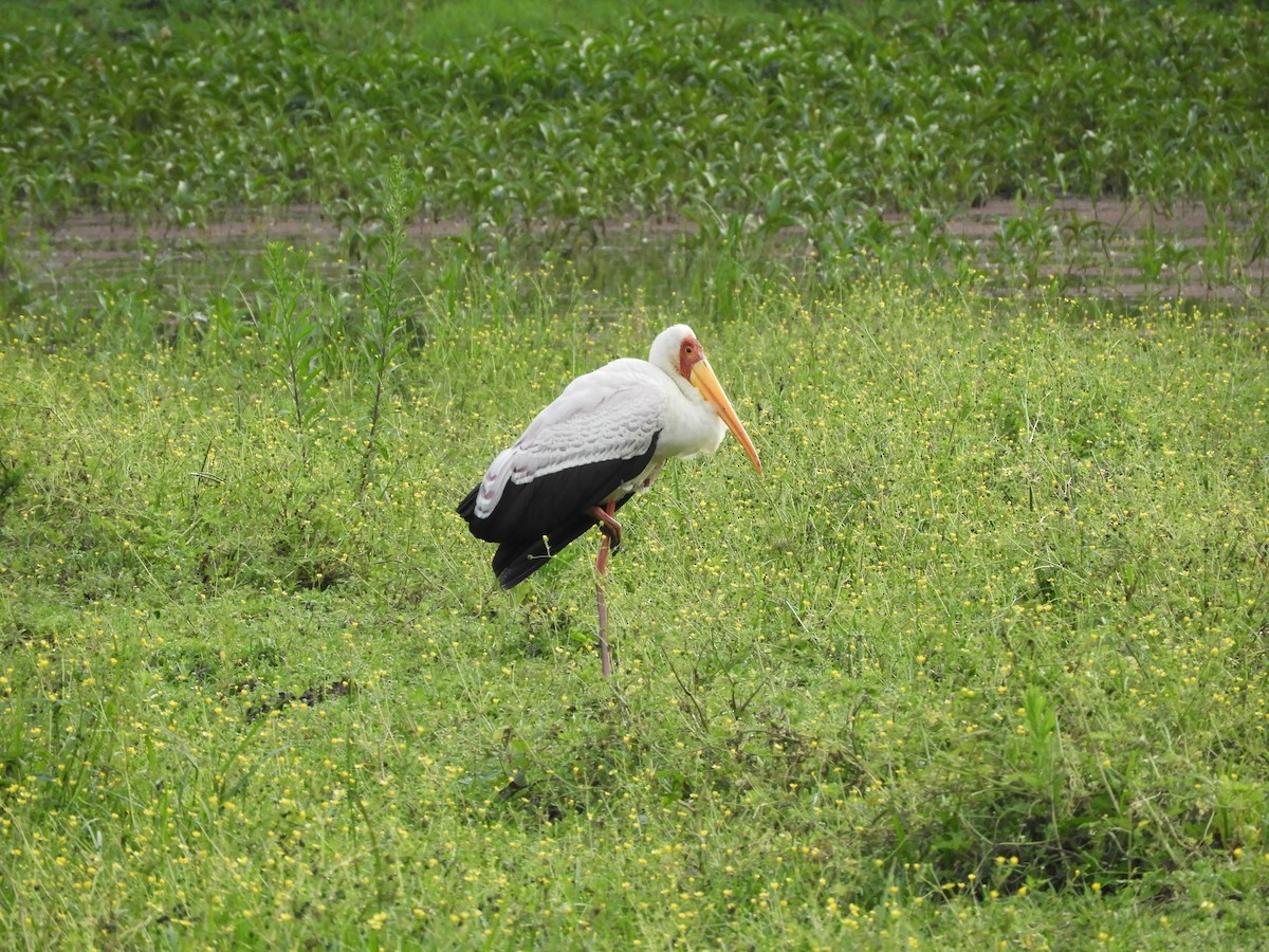 Yellow-billed Stork - ML168918441