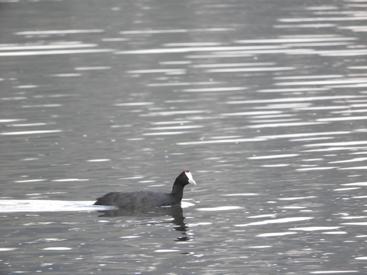 Red-knobbed Coot - ML168918731