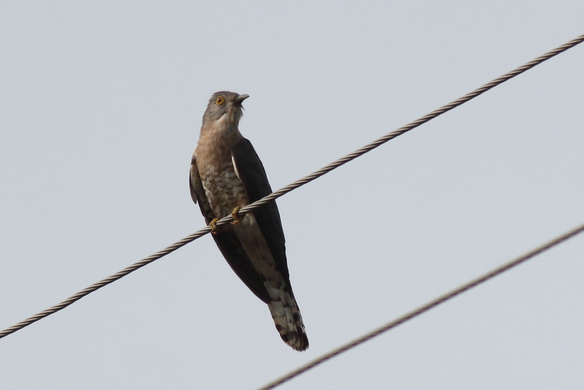 Common Hawk-Cuckoo - ML168919381
