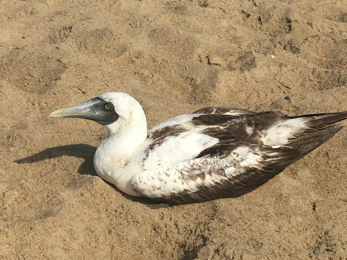 Masked Booby - ML168919491