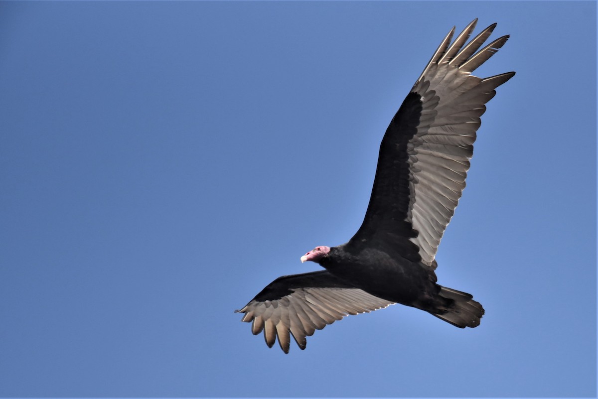 Turkey Vulture (South Temperate) - Bruce Mast