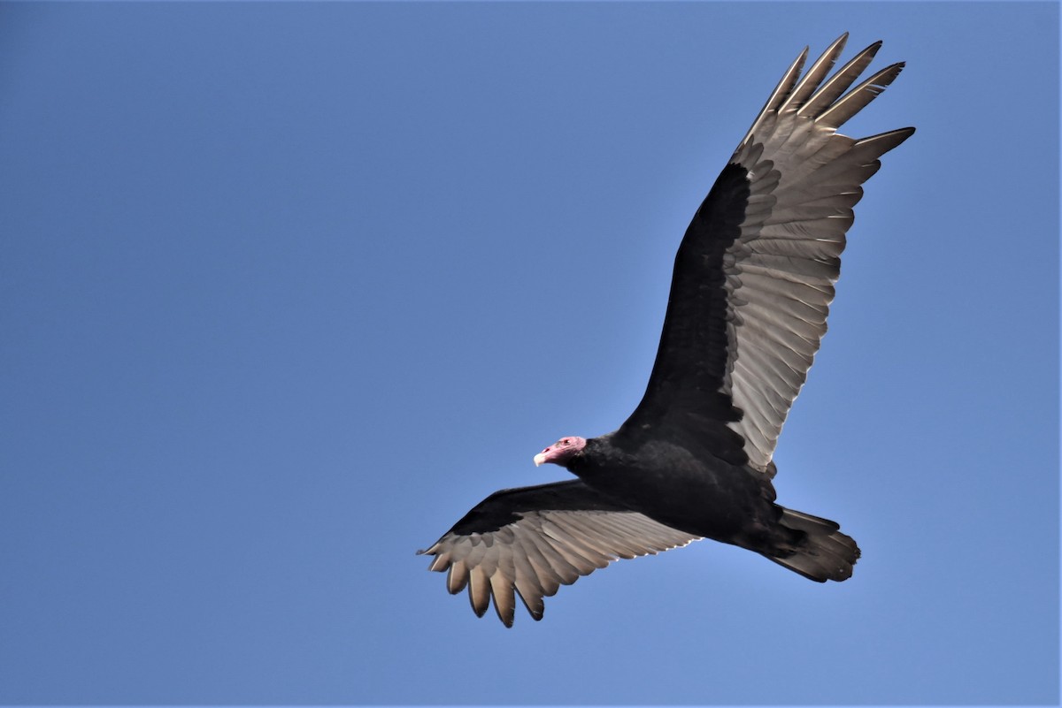 Turkey Vulture (South Temperate) eBird