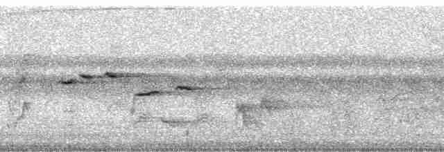 Віялохвістка північна (підвид rufiventris/pallidiceps) - ML168925