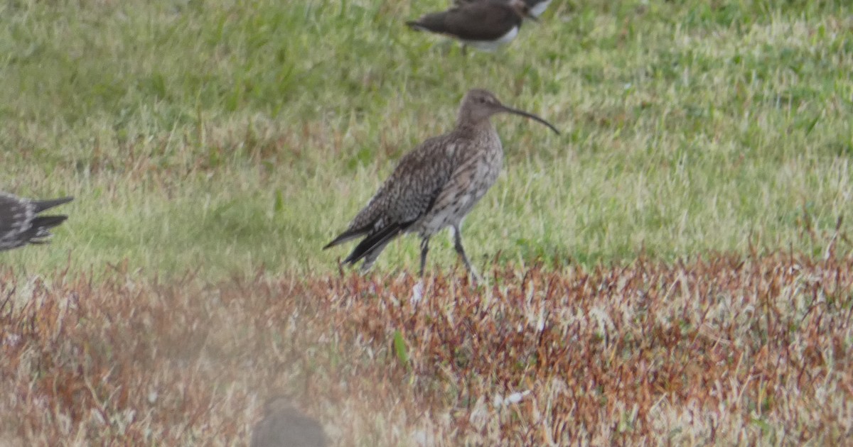 Eurasian Curlew - Alan Younger