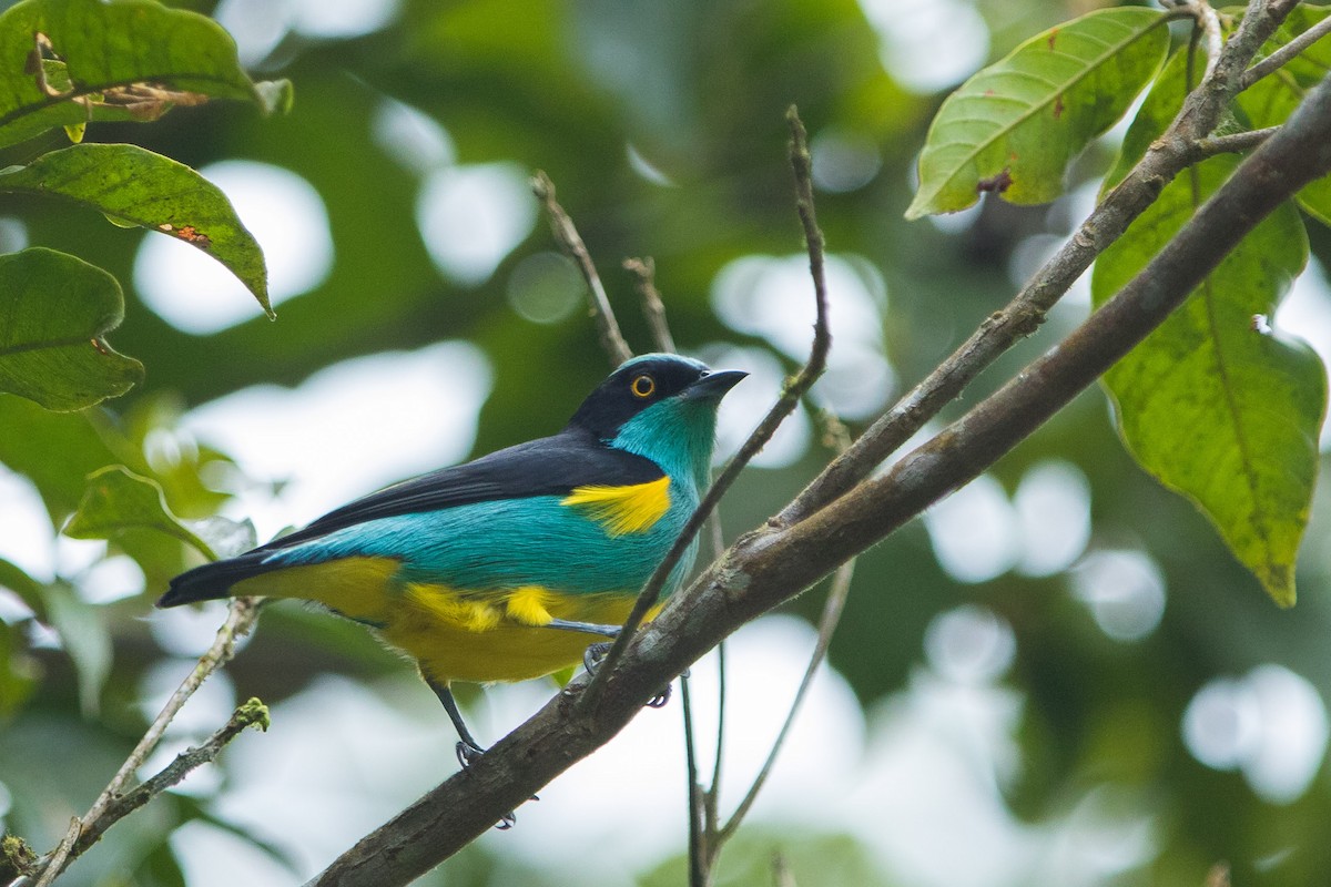 Black-faced Dacnis (Yellow-tufted) - ML168925641