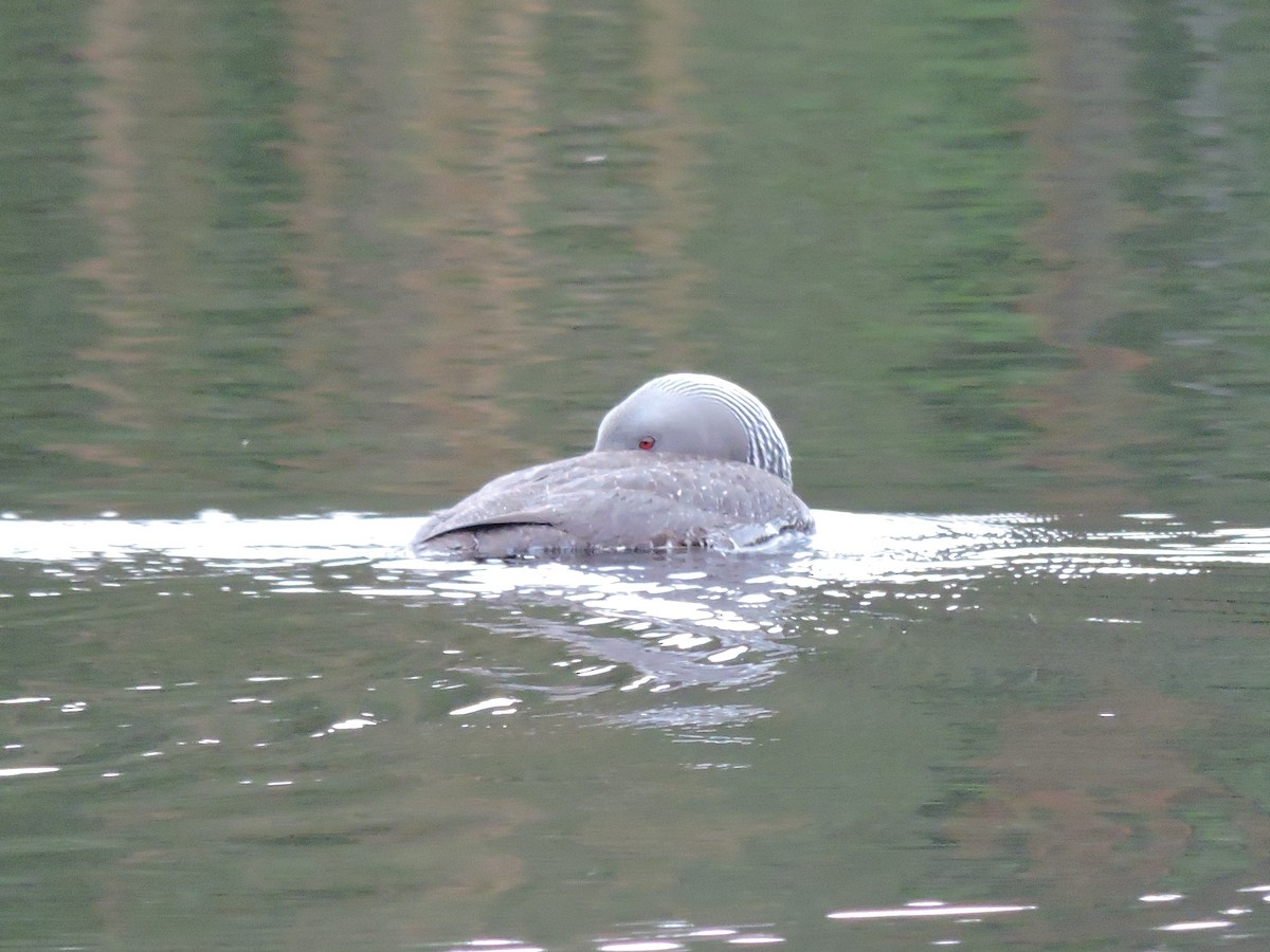 Red-throated Loon - ML168927411