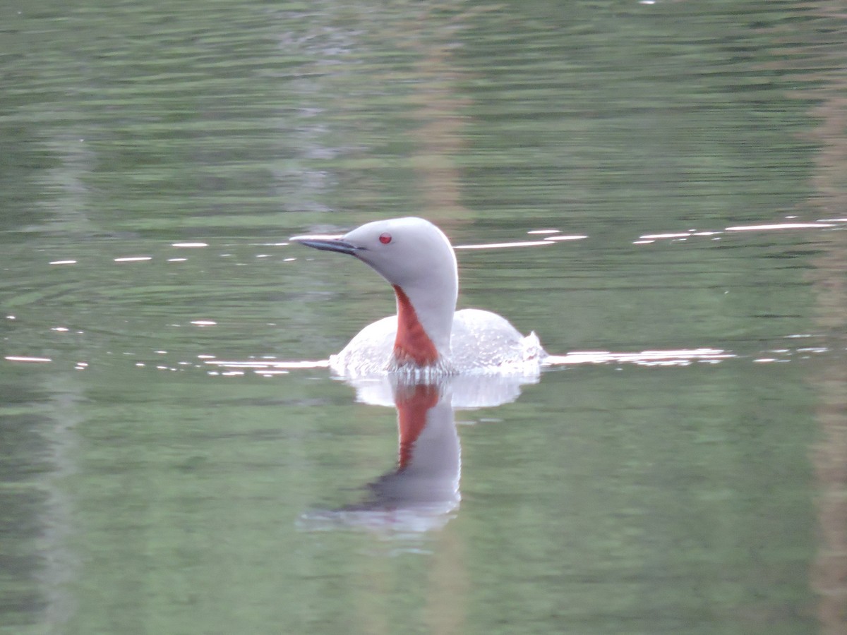 Red-throated Loon - ML168927421