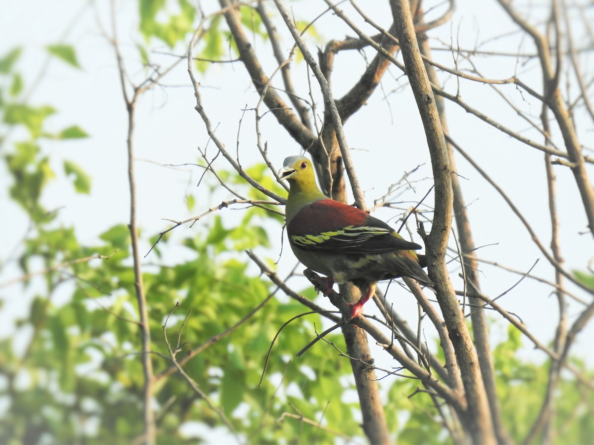 Ashy-headed Green-Pigeon - Sanjib Acharya