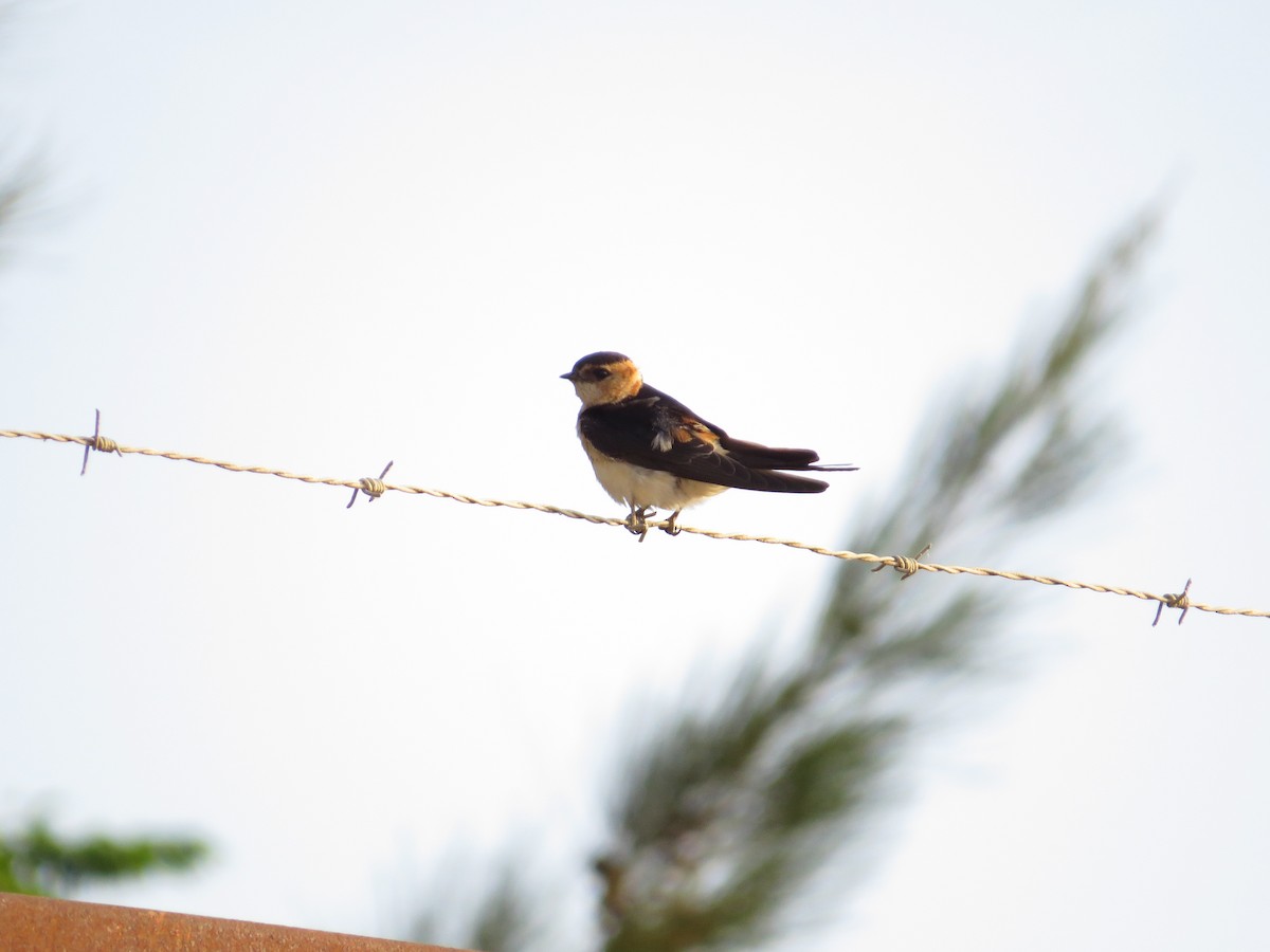 Red-rumped Swallow - André Pina