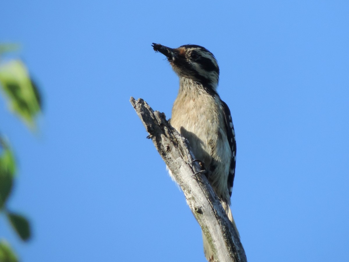 Hairy Woodpecker - ML168932491