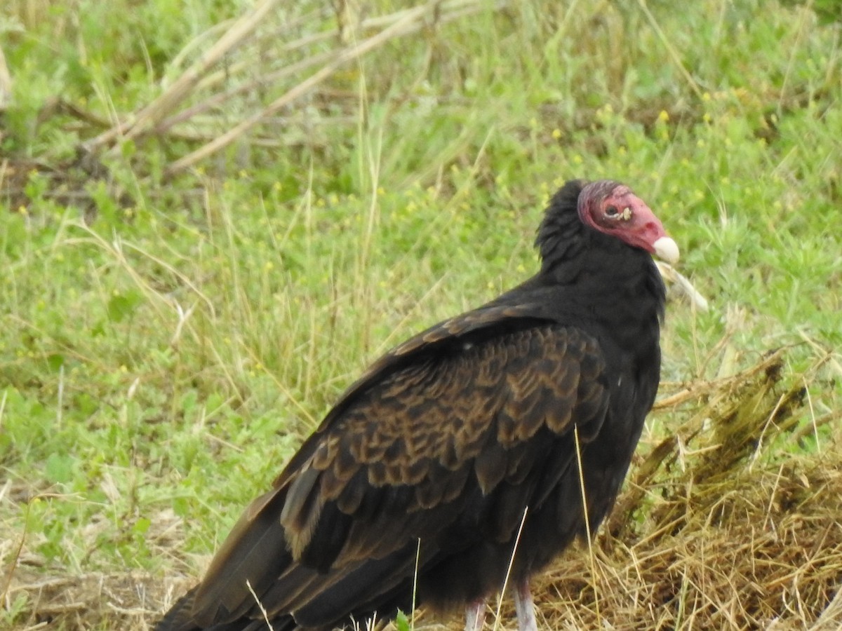 Turkey Vulture - ML168933931