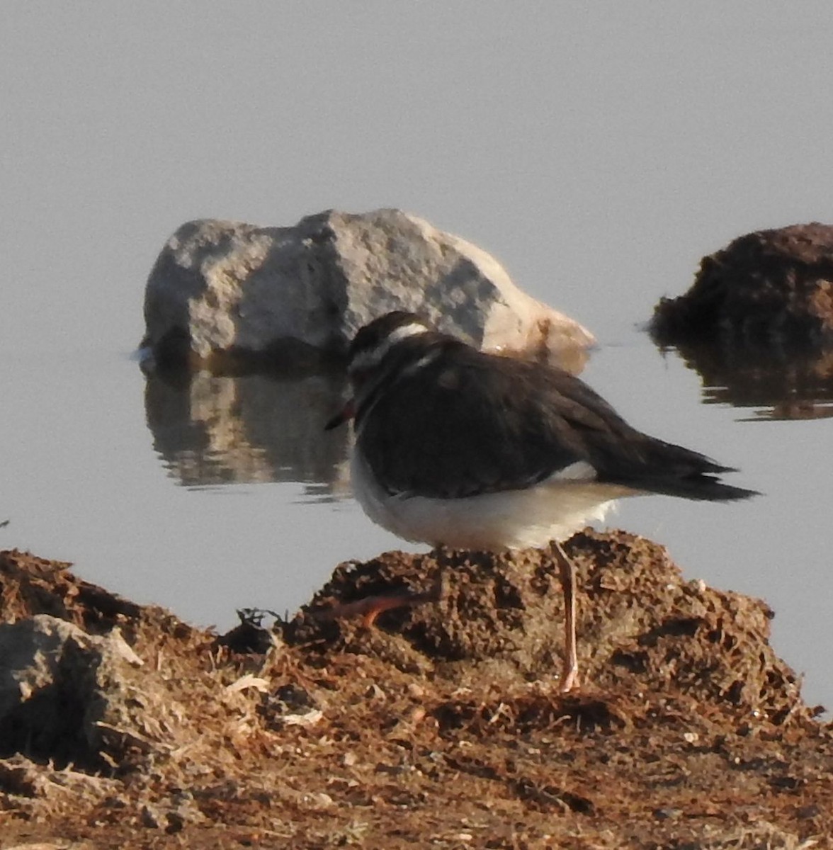 Three-banded Plover - ML168942281