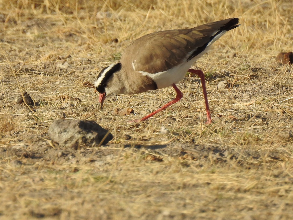 Crowned Lapwing - ML168943011