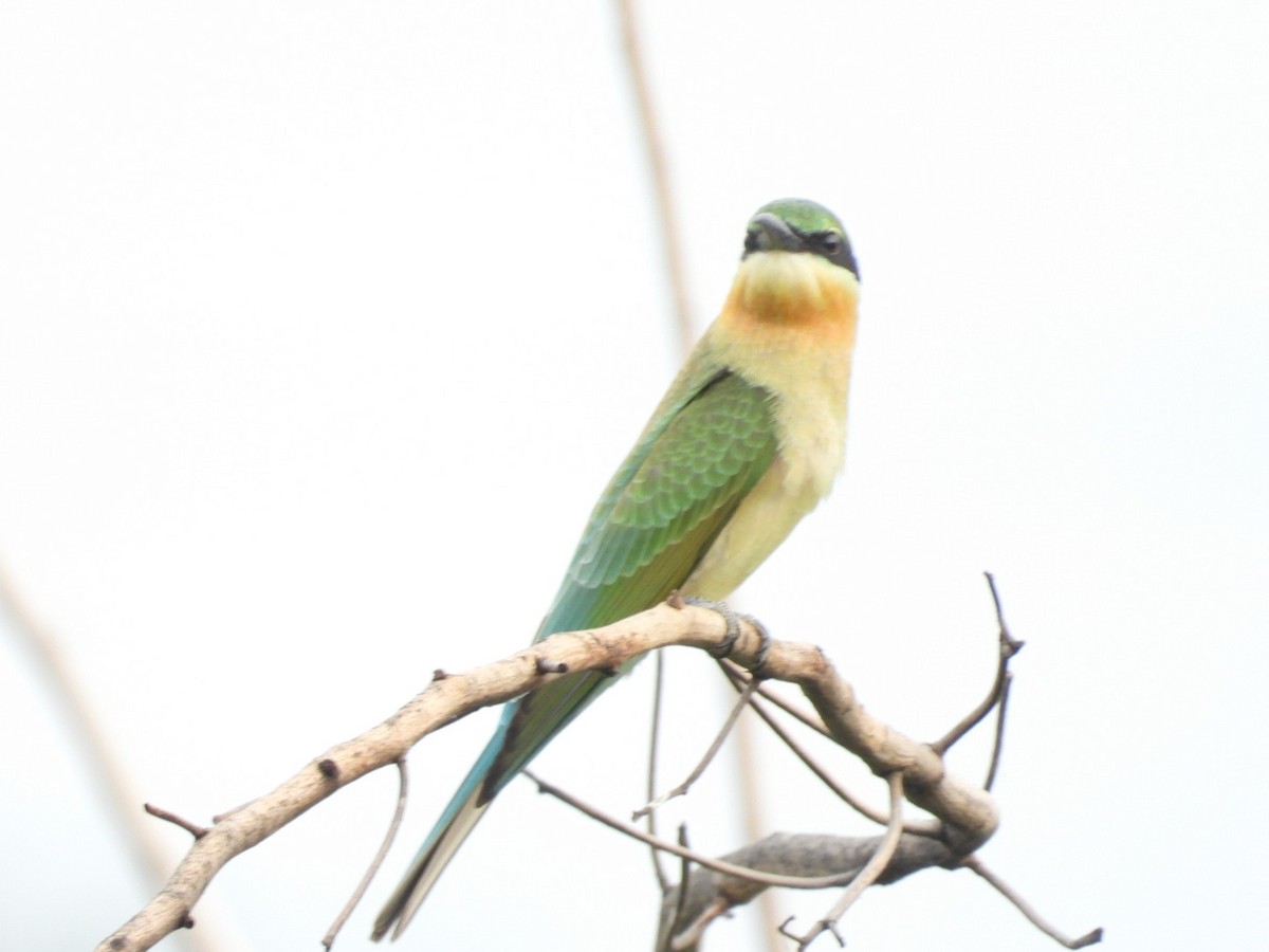 Blue-tailed Bee-eater - ML168943841