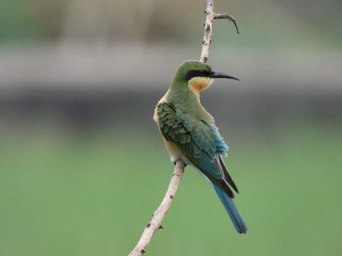 Blue-tailed Bee-eater - ML168943851