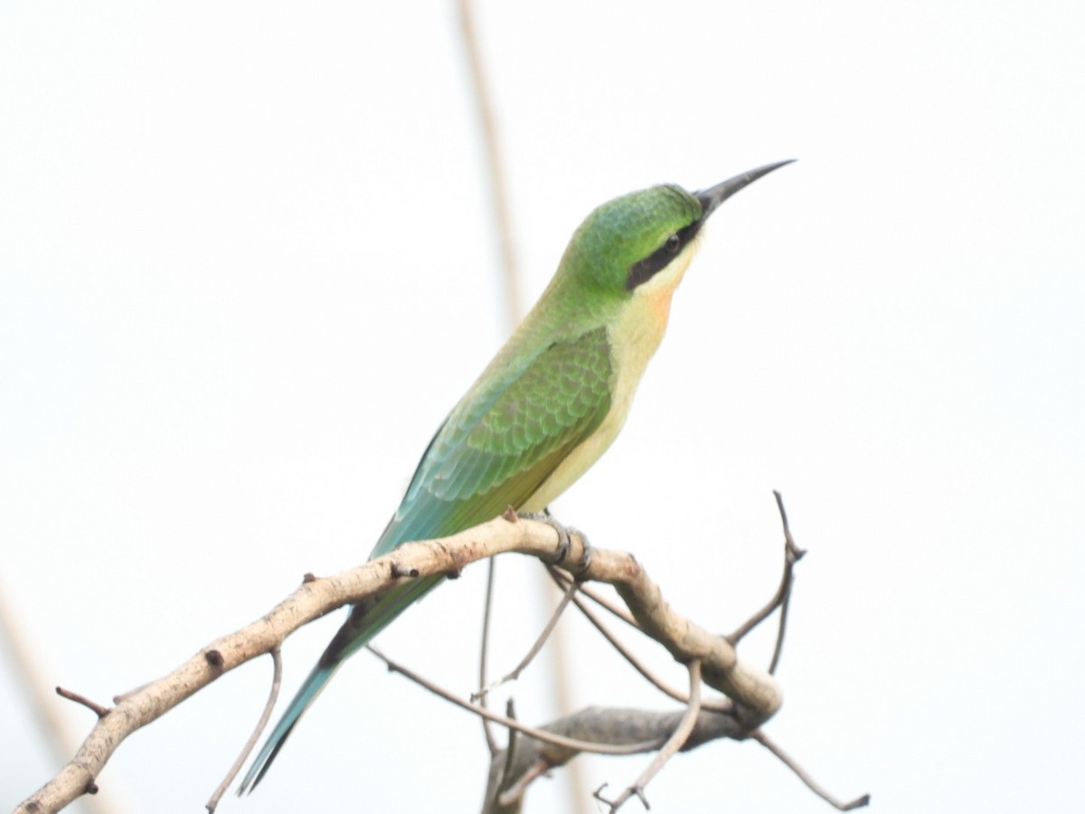 Blue-tailed Bee-eater - ML168943861