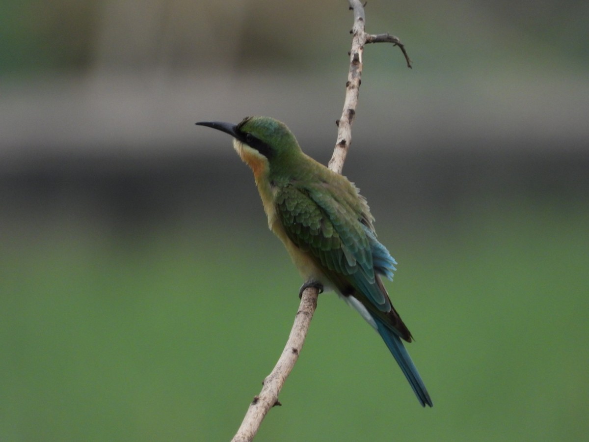 Blue-tailed Bee-eater - ML168943881