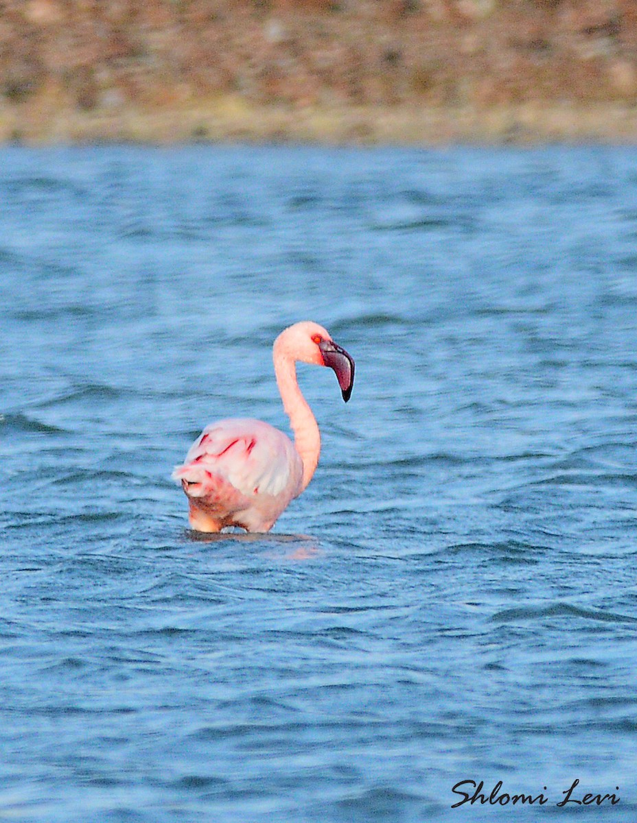 Lesser Flamingo - ML168947221