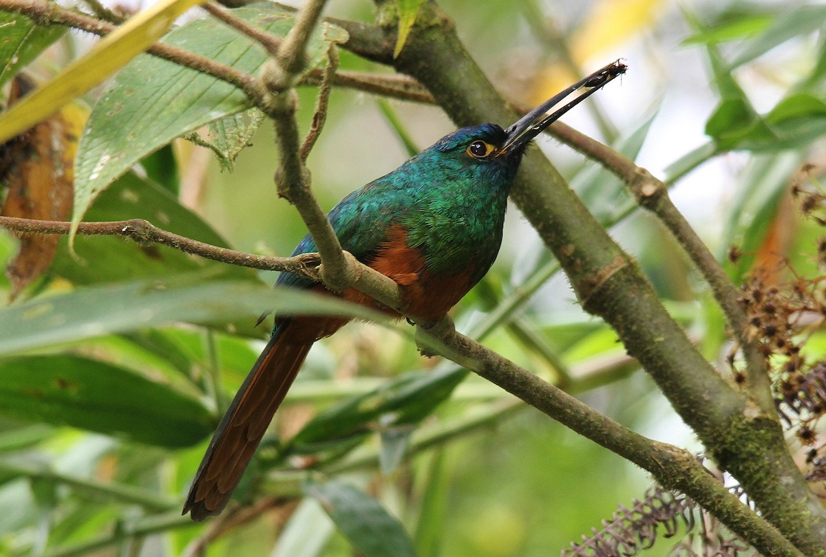 Coppery-chested Jacamar - Ron Furnish