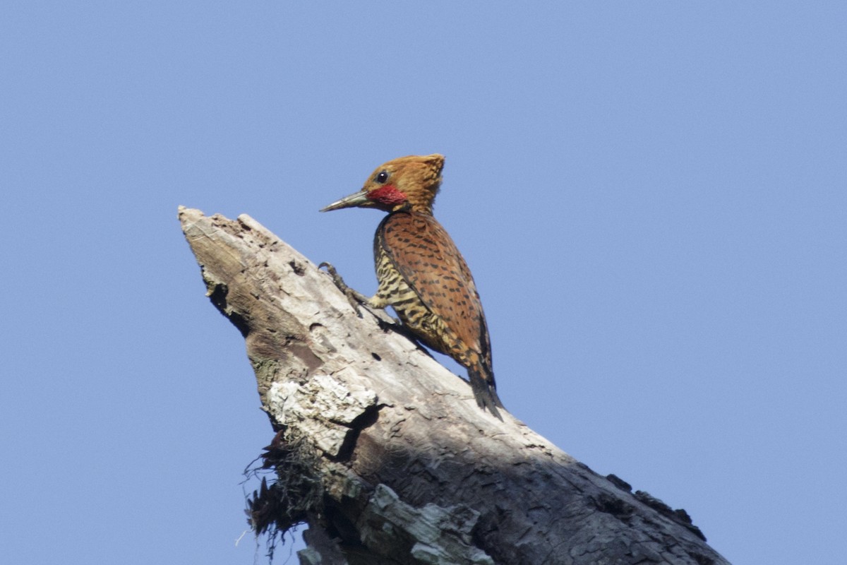 Ringed Woodpecker - Silvia Faustino Linhares