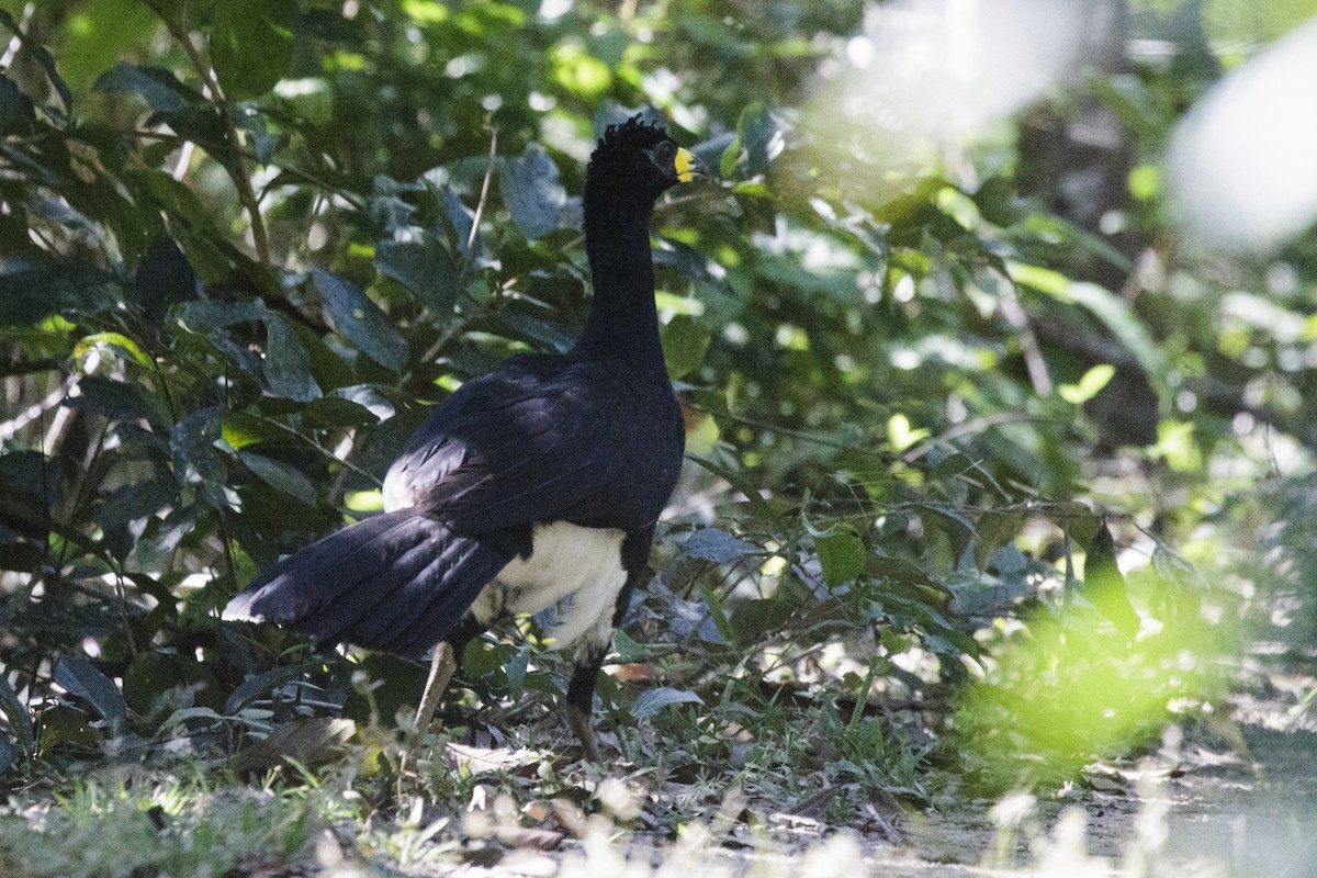 Bare-faced Curassow - ML168950511