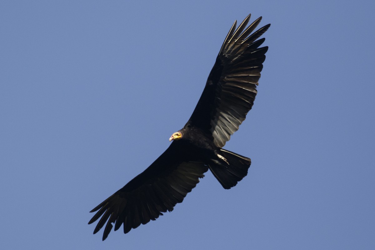 Greater Yellow-headed Vulture - ML168950671