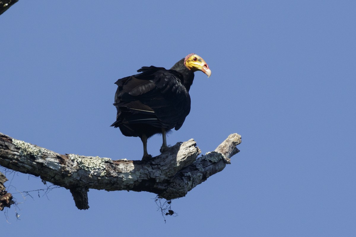 Greater Yellow-headed Vulture - ML168950711