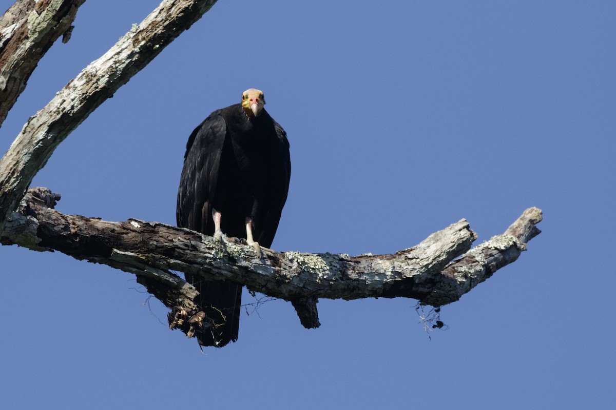 Greater Yellow-headed Vulture - ML168950721
