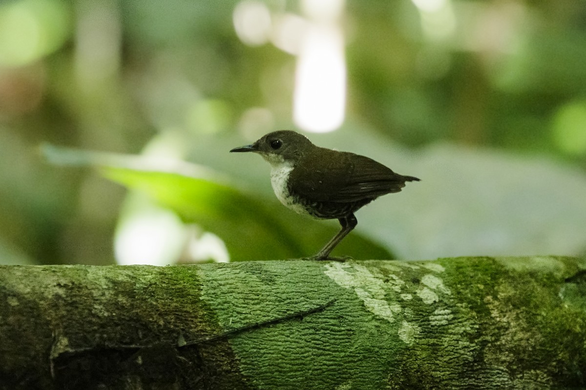 Scaly-breasted Wren - Silvia Faustino Linhares