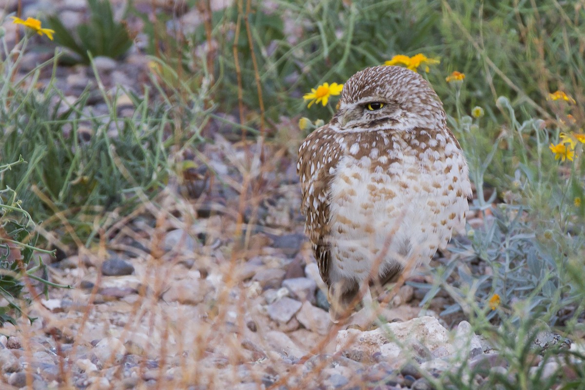 Burrowing Owl - ML168952951