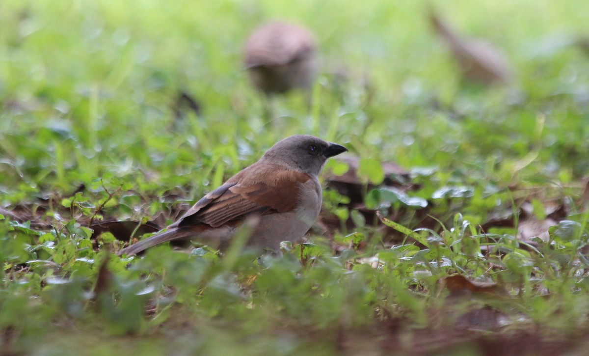 Northern Gray-headed Sparrow - Alexander Lees