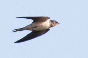 Barn Swallow - ML168954291