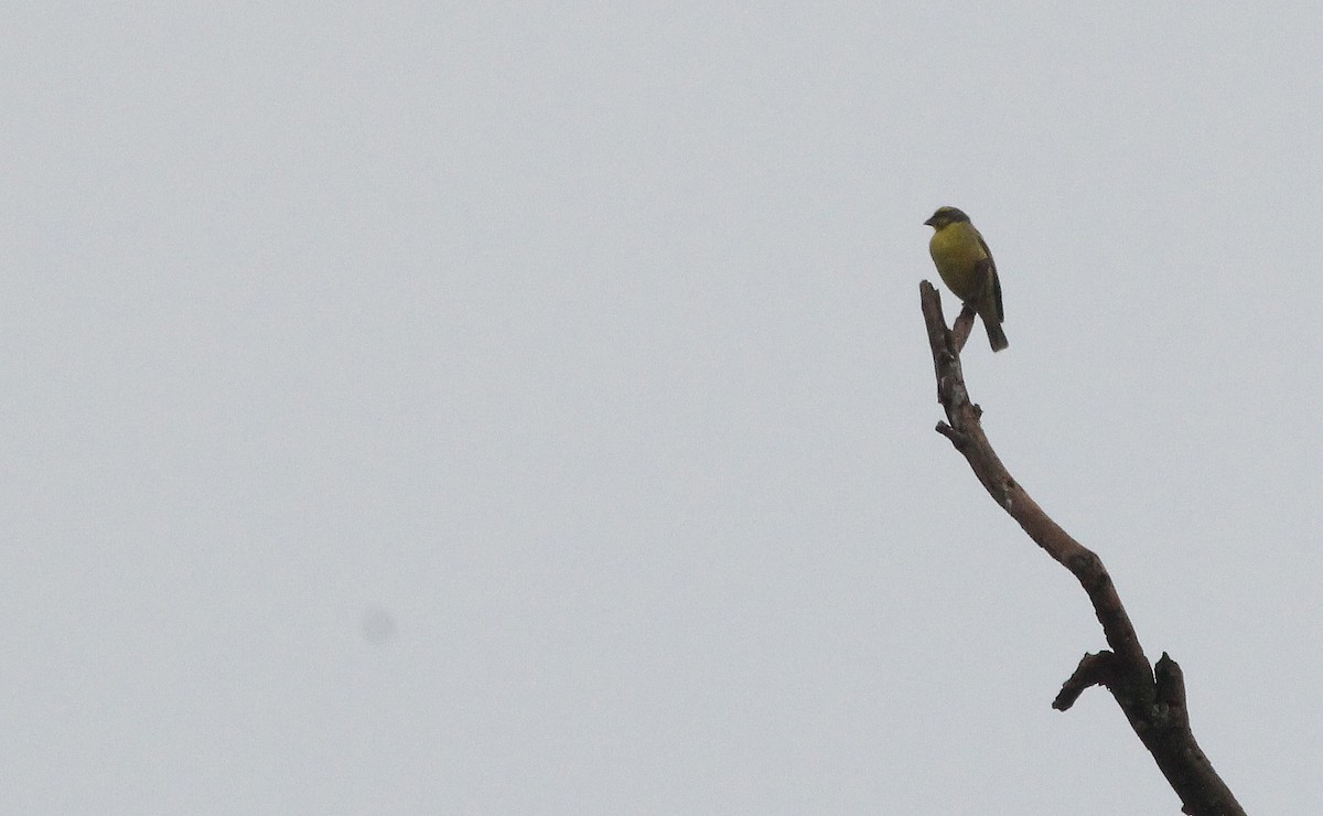 Yellow-fronted Canary - Alexander Lees