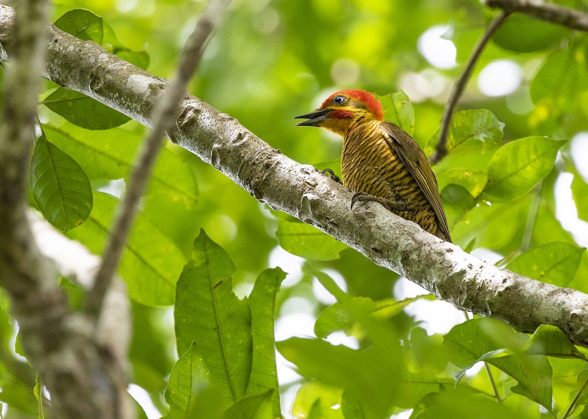 Golden-green Woodpecker - ML168955661