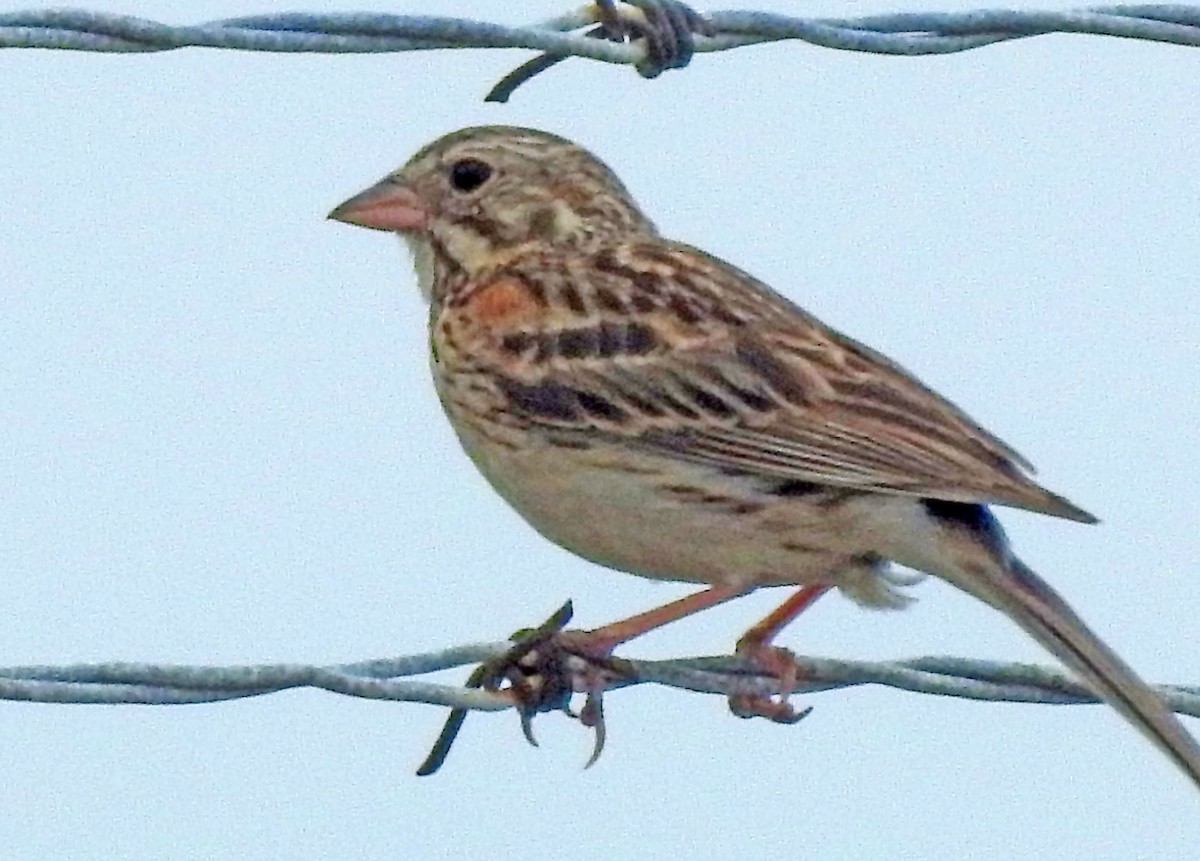 Vesper Sparrow - ML168956961