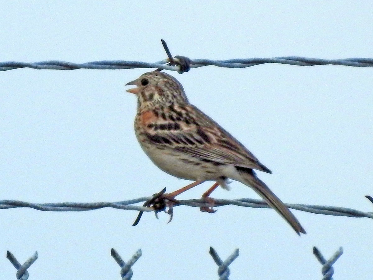 Vesper Sparrow - ML168956981