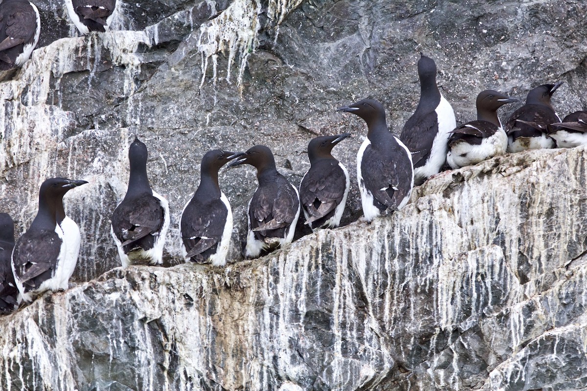 Thick-billed Murre - ML168957091