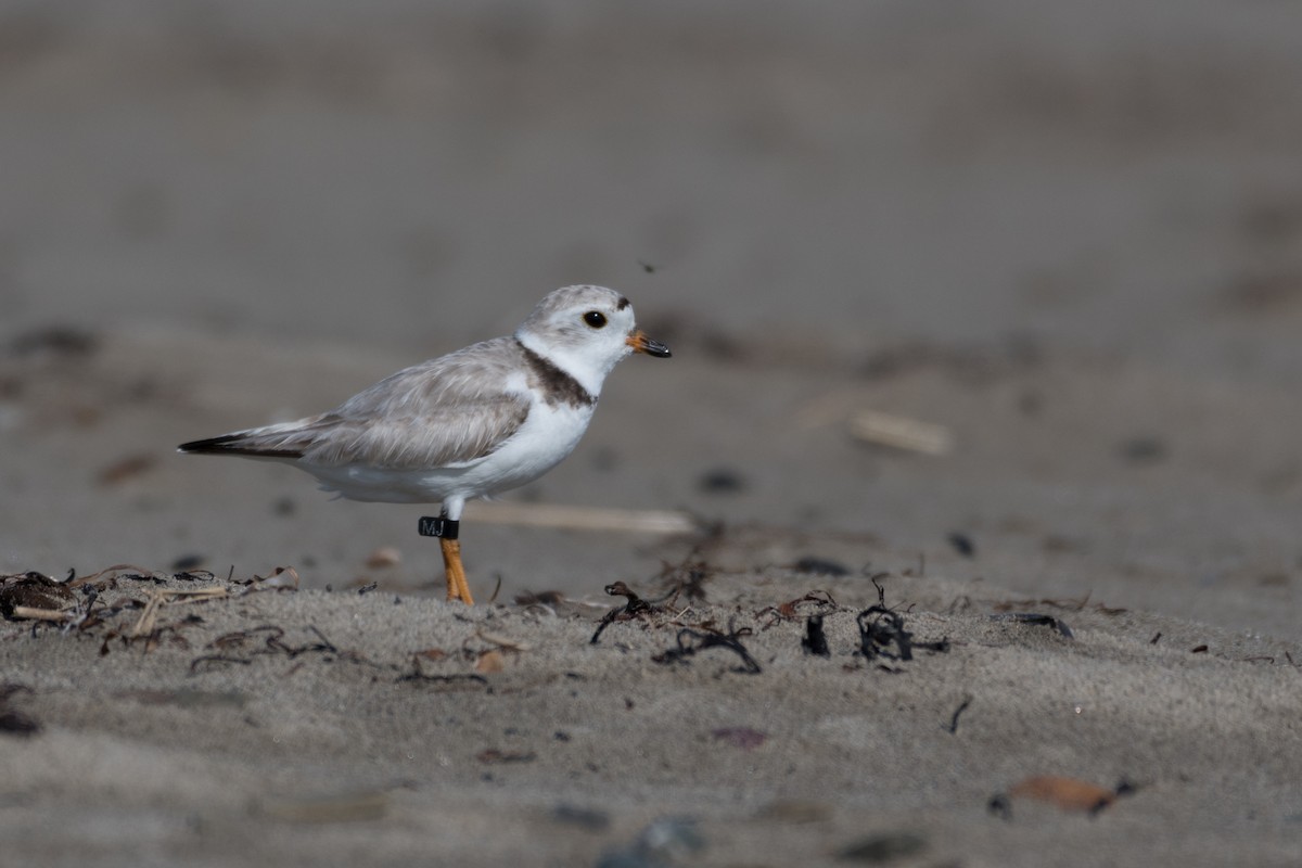 Piping Plover - ML168957421