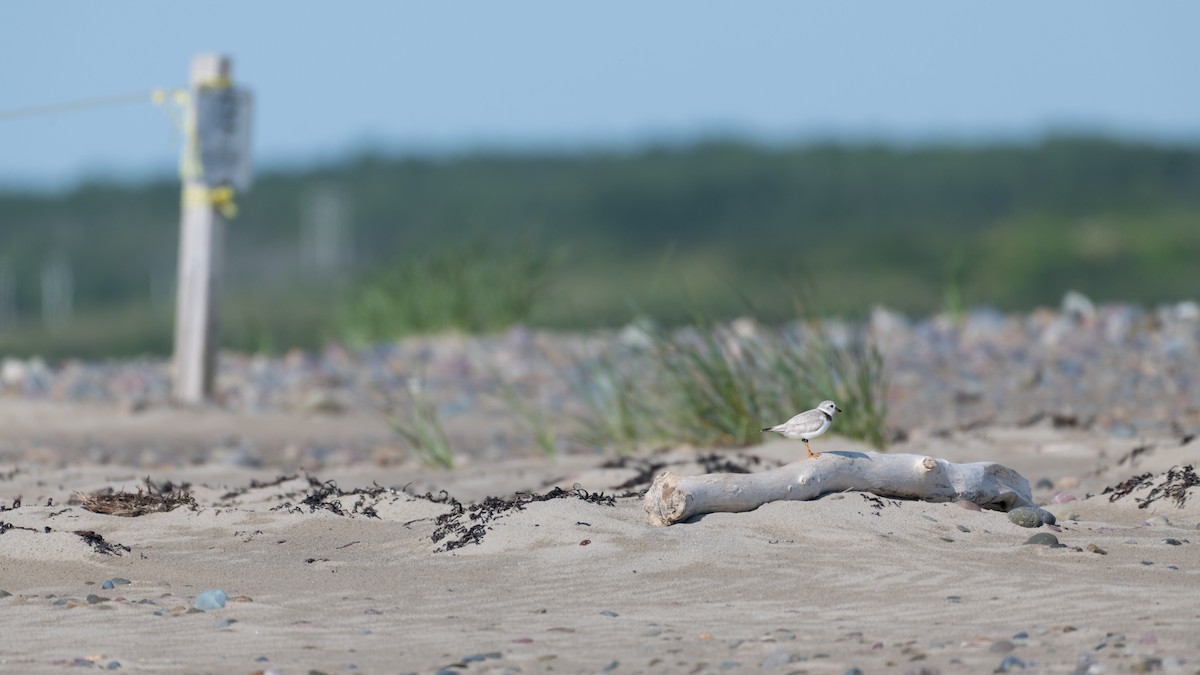 Piping Plover - ML168957451