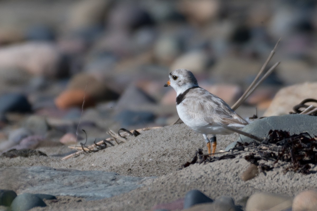Piping Plover - ML168959071