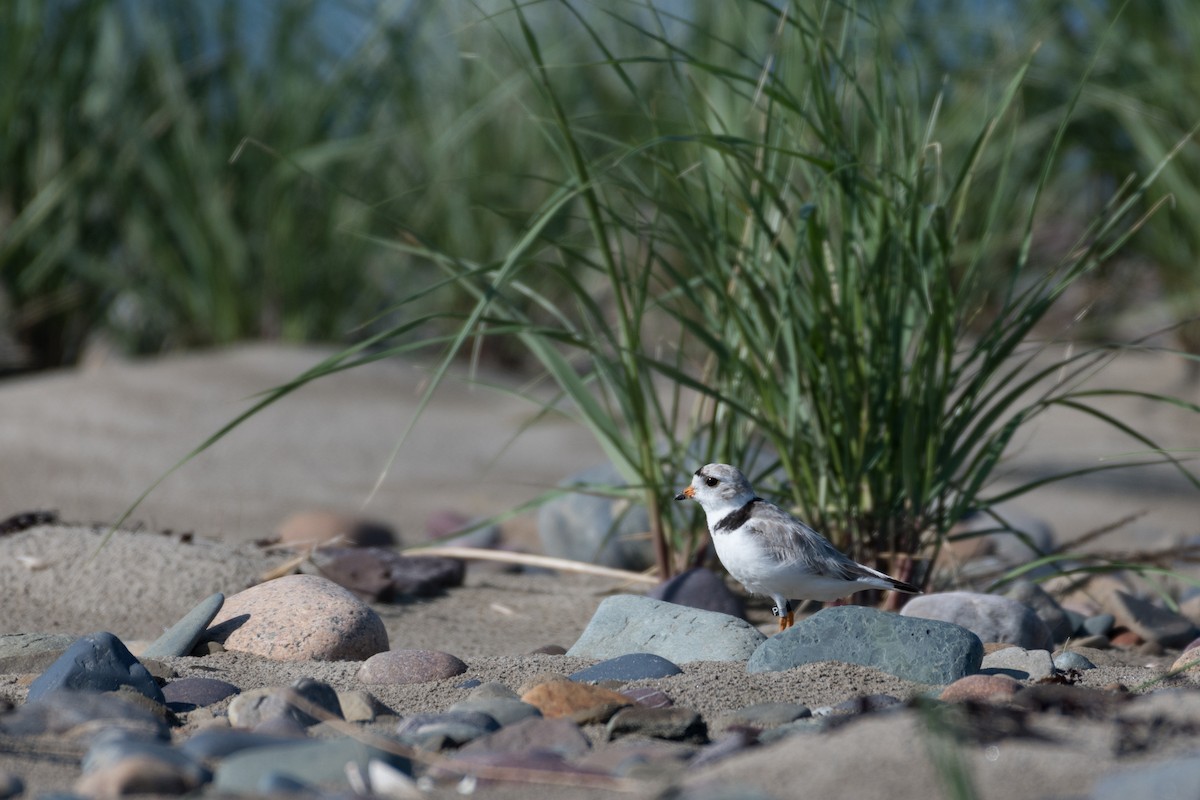 Piping Plover - ML168959101