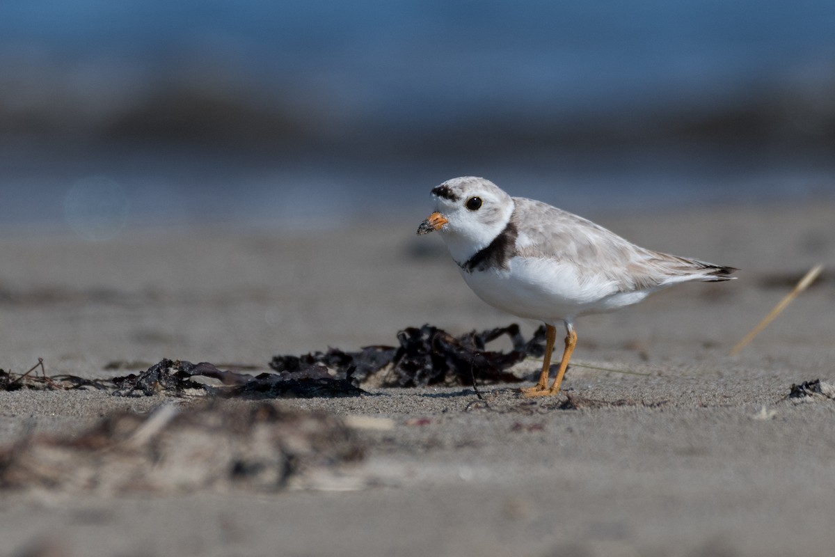 Piping Plover - ML168959791