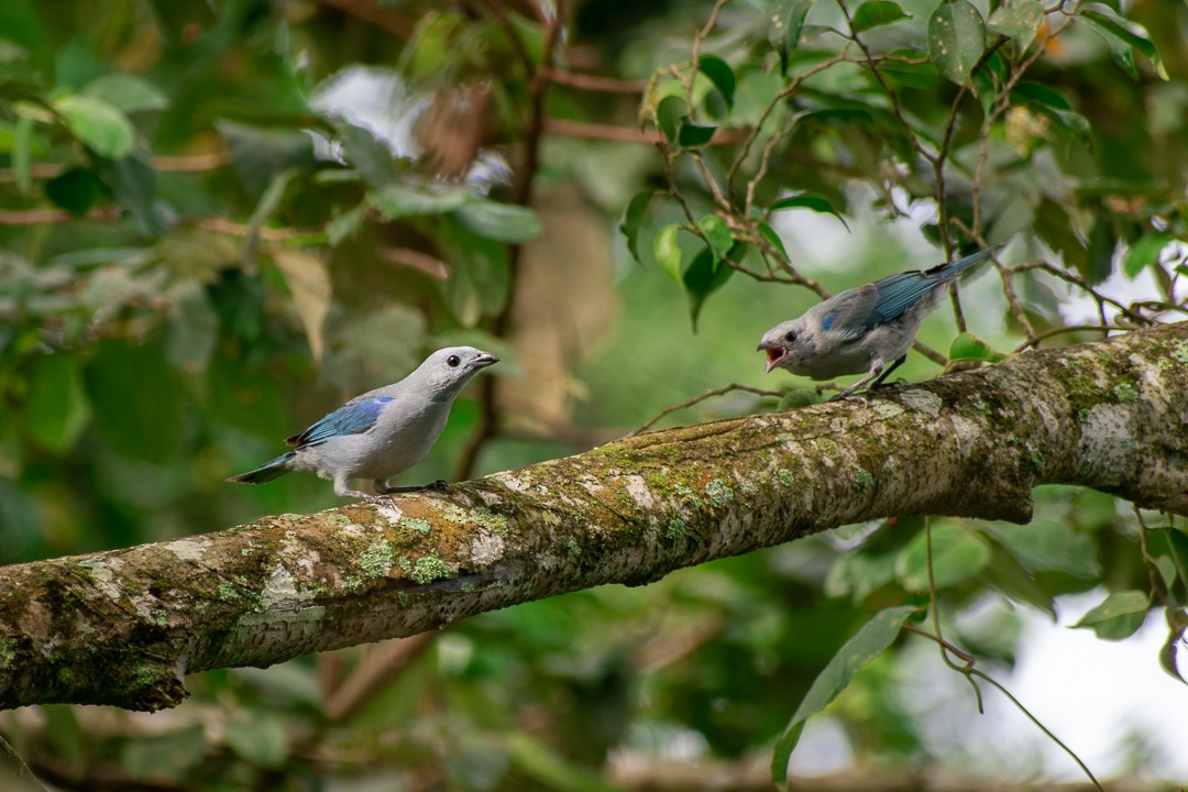 Blue-gray Tanager - ML168961431
