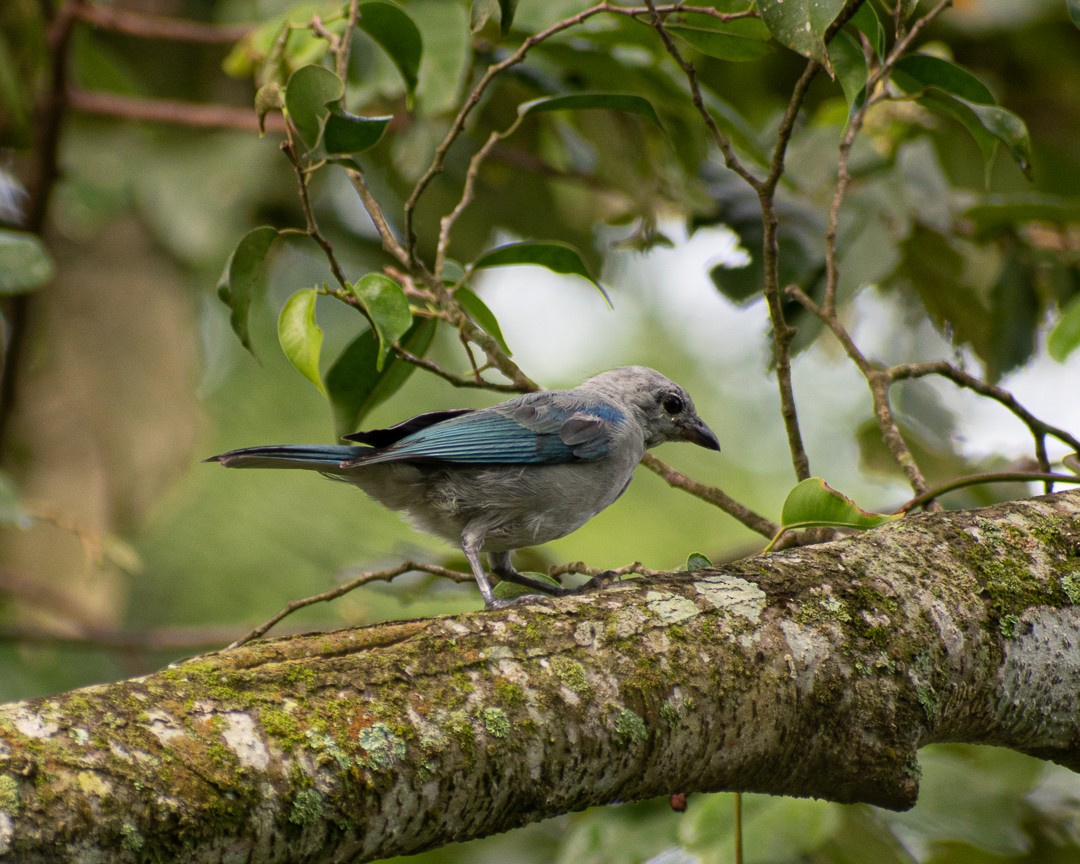 Blue-gray Tanager - ML168961441