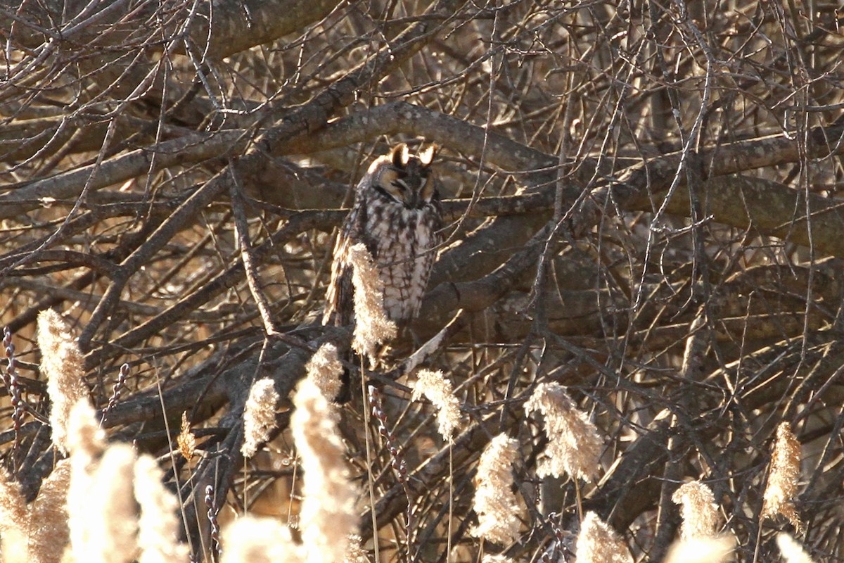 Long-eared Owl - Jeffrey Offermann
