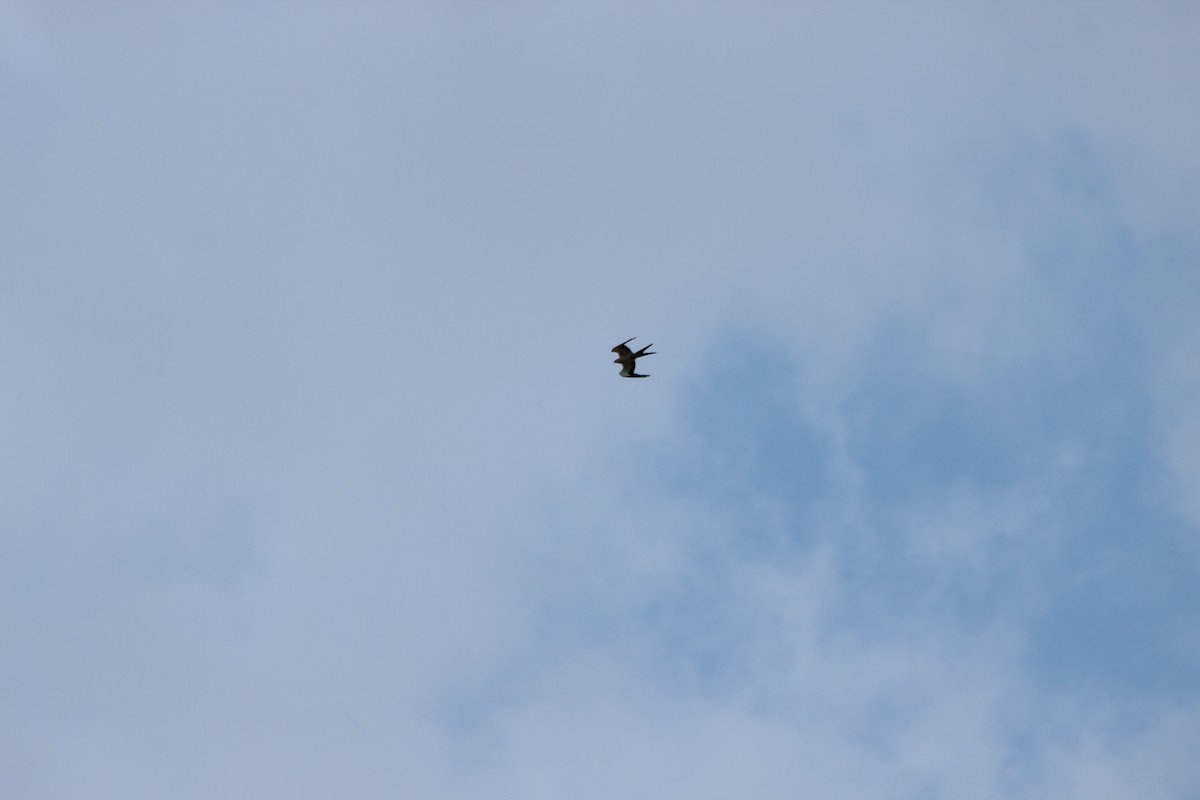 Swallow-tailed Kite - James White