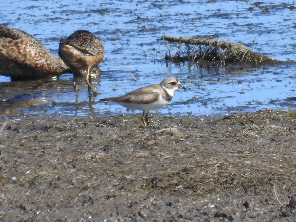 Semipalmated Plover - ML168968801
