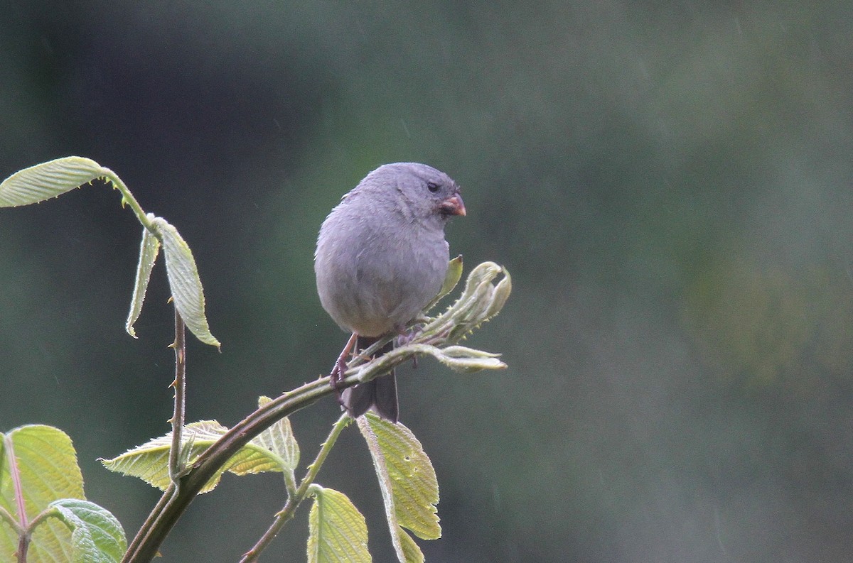 Plain-colored Seedeater - Ron Furnish