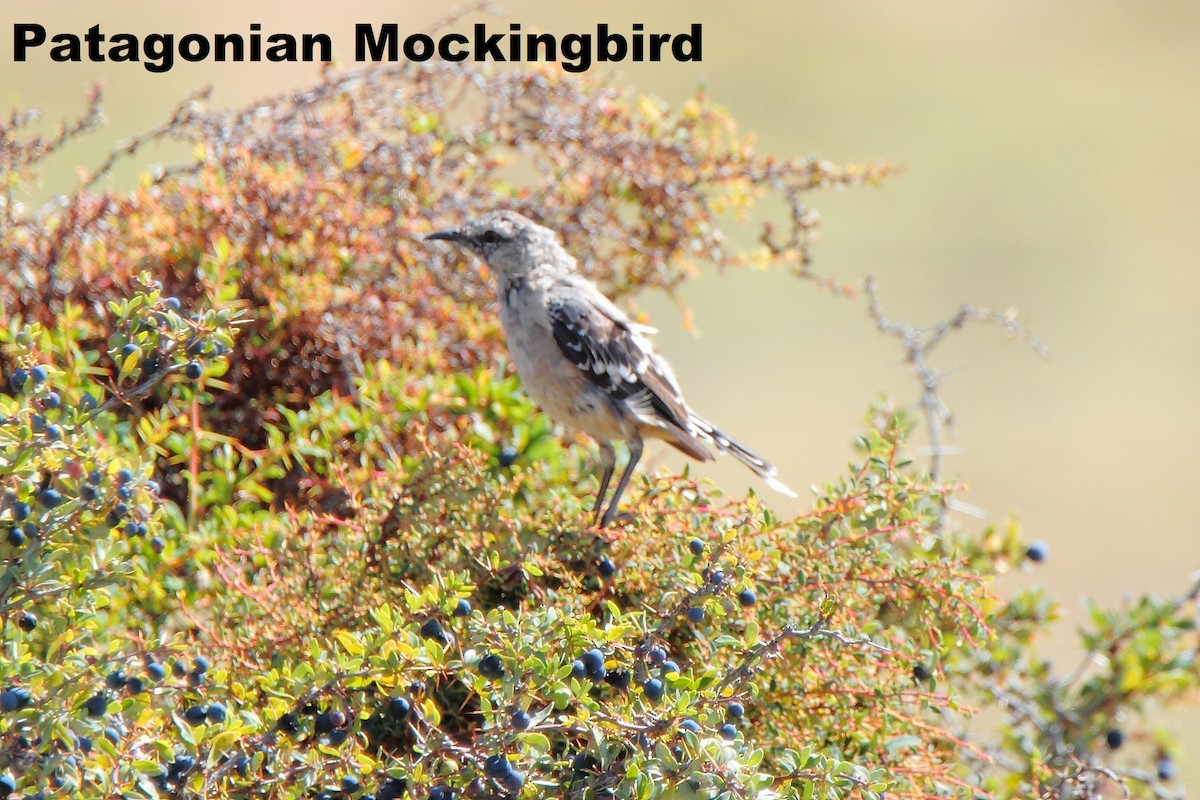 Patagonian Mockingbird - Butch Carter