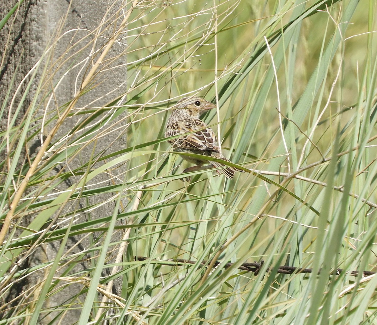 Grasshopper Sparrow - Peter Olsoy